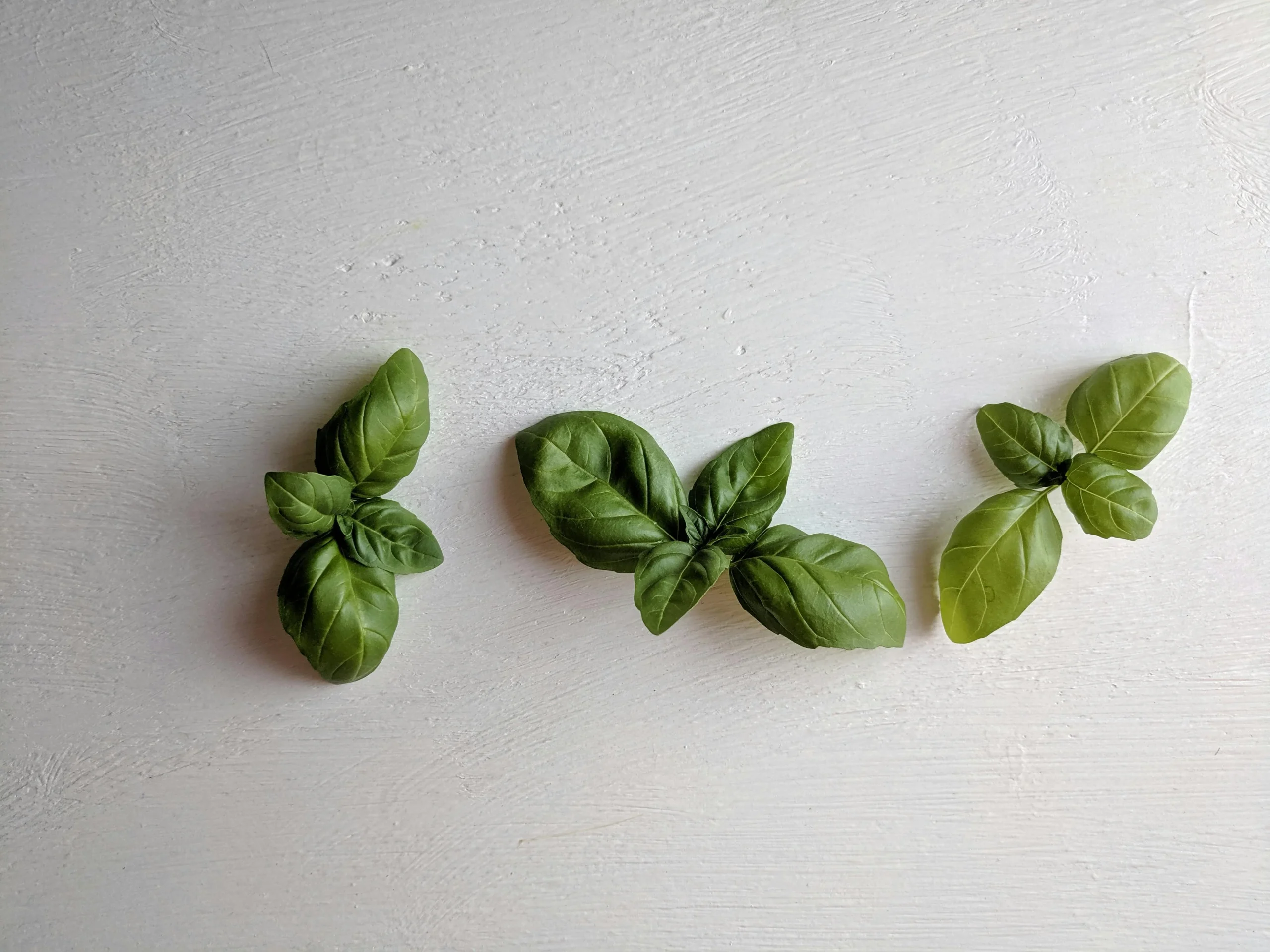how-to-choose-fresh-basil-by-checking-leaf-color-and-bunch-condition-scaled How to Choose Fresh Basil for Better Flavor in Everyday Cooking