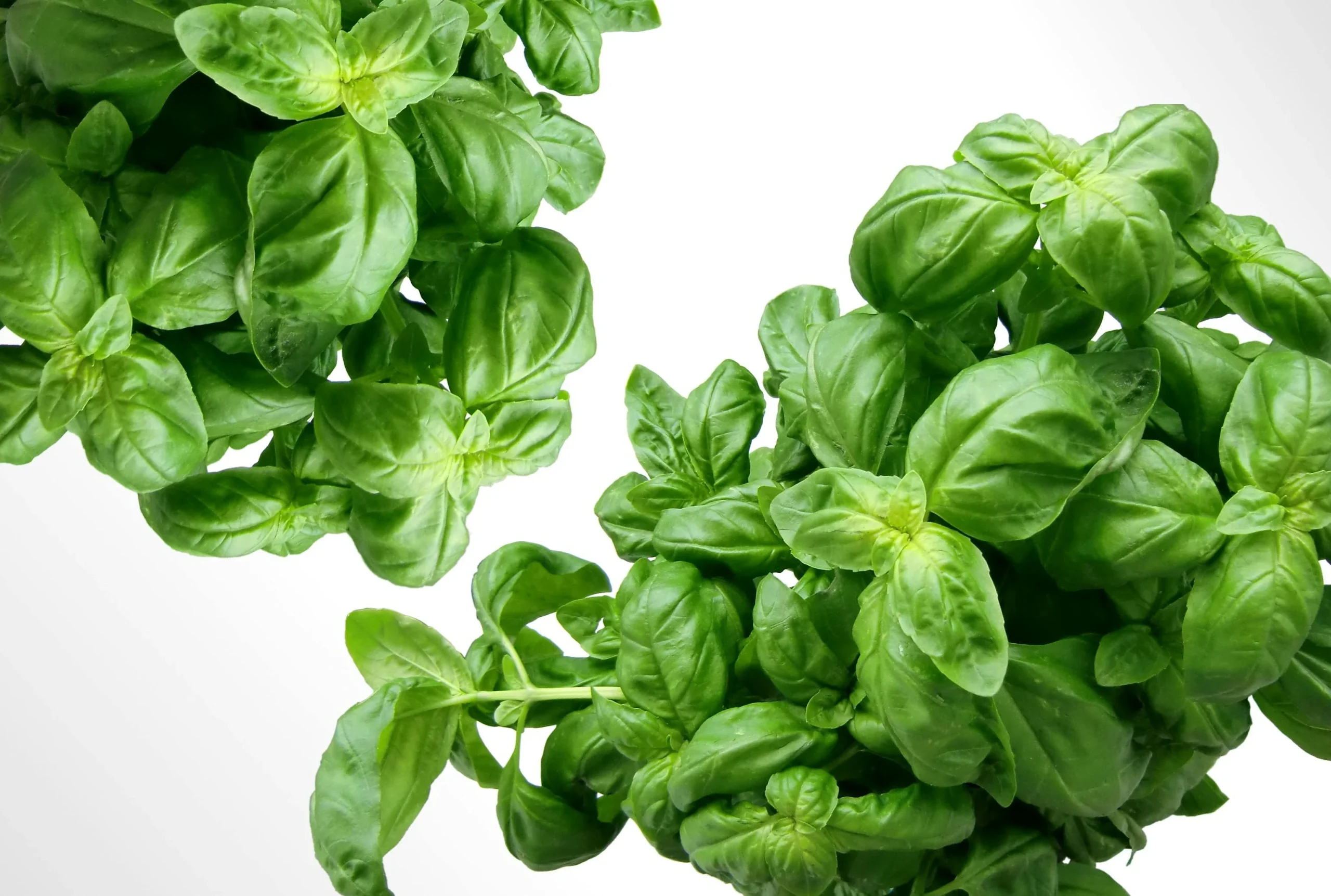 How to Choose Fresh Basil for Better Flavor in Everyday Cooking