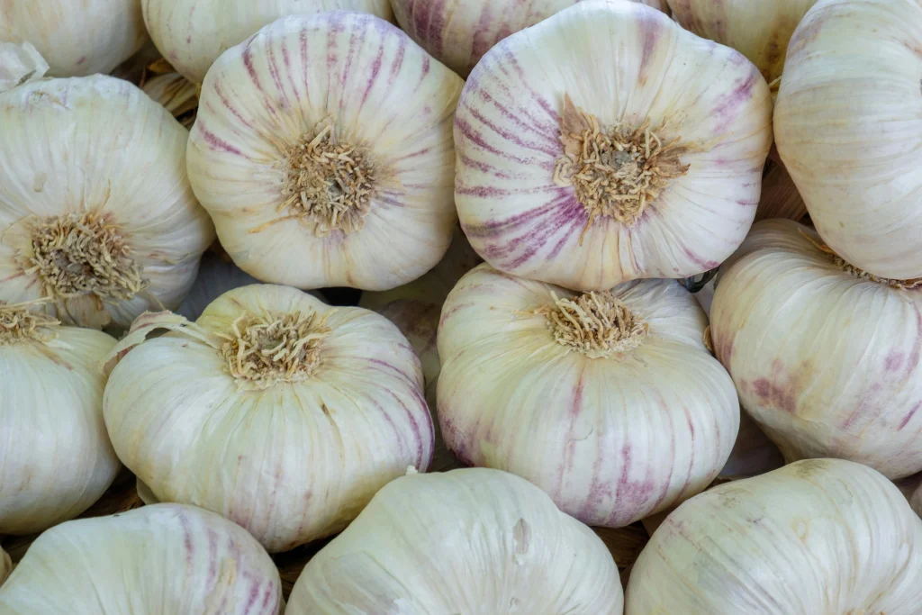 how to choose fresh garlic by checking firmness and bulb condition