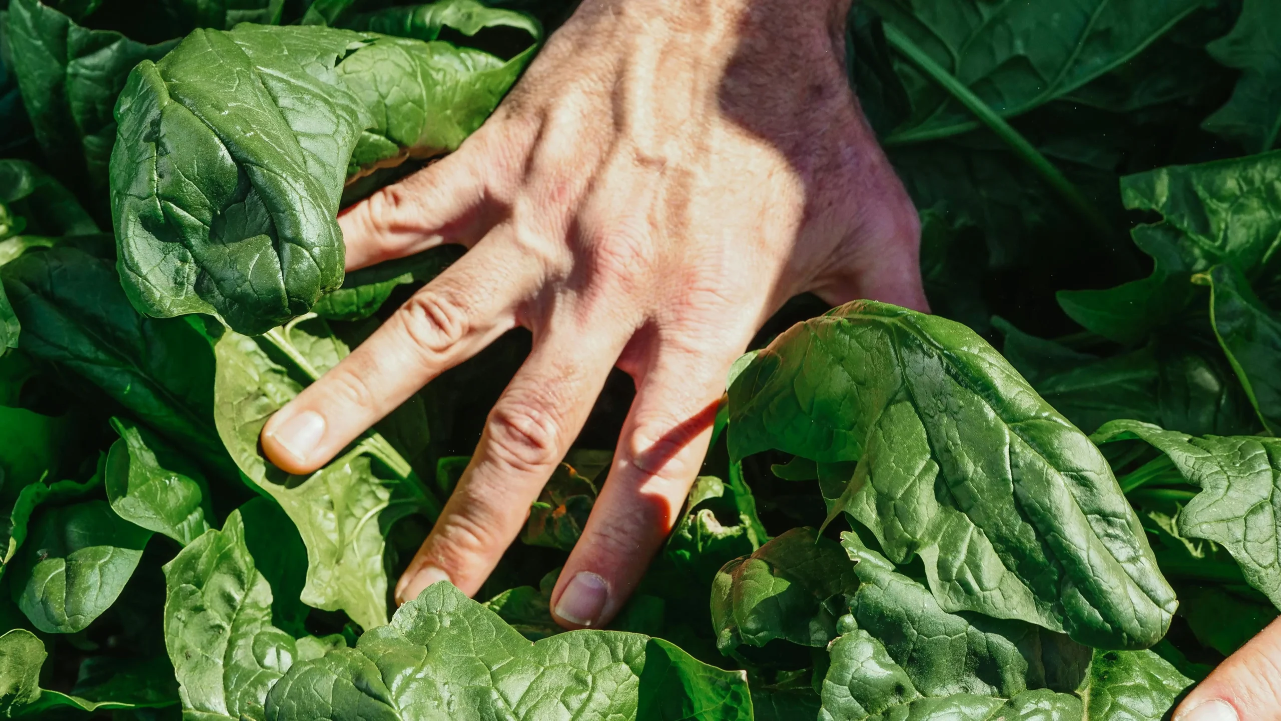 How to Choose Fresh Spinach for Better Everyday Cooking