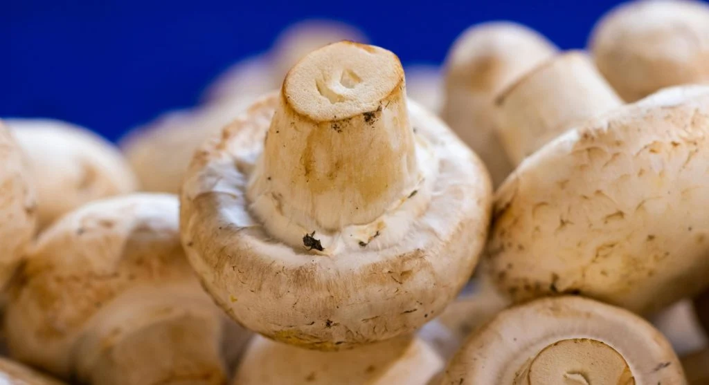 pexels-photo-10112732-scaled 7 Food Facts About Mushrooms That Many Home Cooks Misunderstand