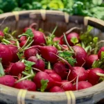 Spring radish recipes with fresh seasonal radishes and simple ingredients