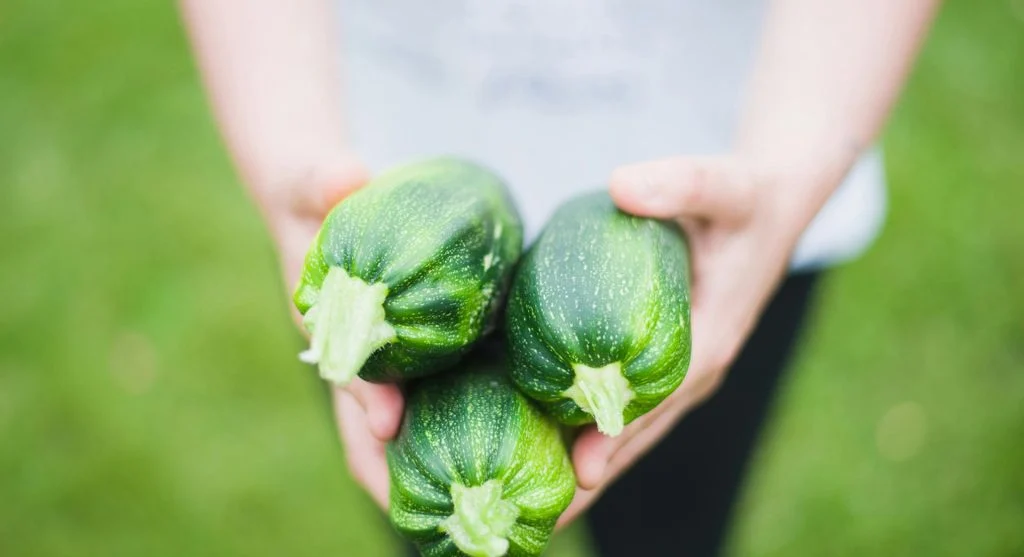 How to Choose Fresh Zucchini for Better Everyday Cooking