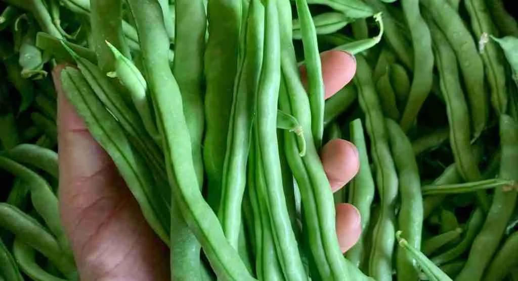 pexels-photo-37740953-scaled How to Choose Fresh Green Beans for Better Texture in Everyday Cooking